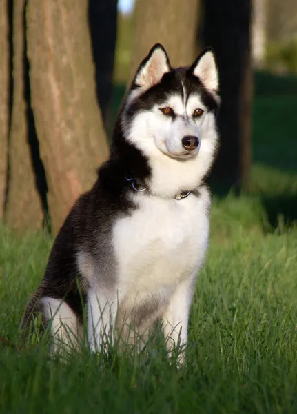 Husky köpek