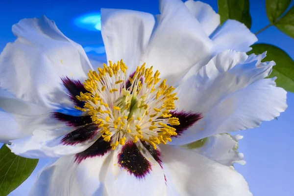 stock image White flower