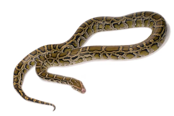 Питонская змея крупным планом, изолированная на белом — стоковое фото