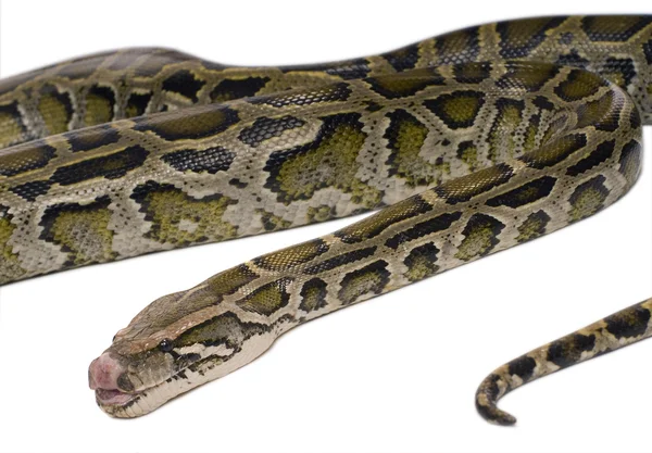 Python 蛇特写，孤立上白色 — 图库照片