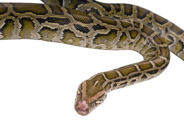 Pythonschlange in Großaufnahme, isoliert auf weiß — Stockfoto