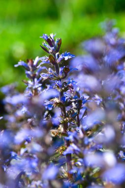 Ajuga genevensis