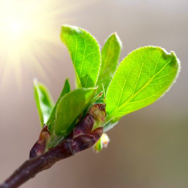 Bahar yaprakları