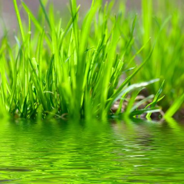 Green grass against the sky background clipart