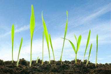 Plants against a sky clipart