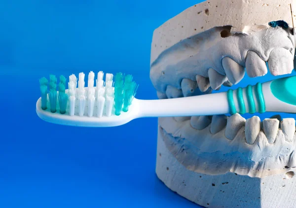 Falešné zuby drží zubní kartáček — Stock fotografie