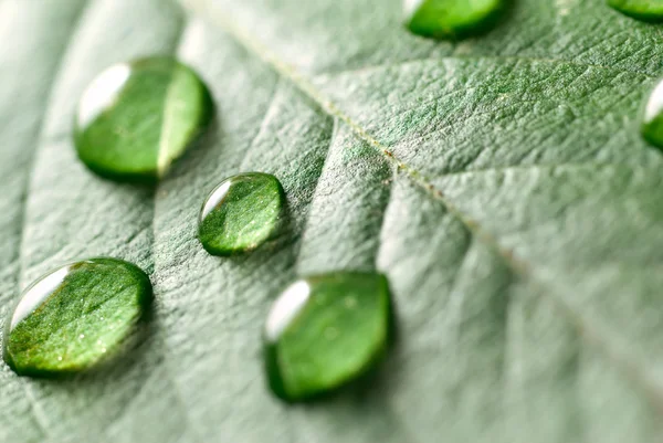 stock image Water drops on a leaf
