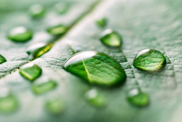 Gotas de água em uma folha — Fotografia de Stock
