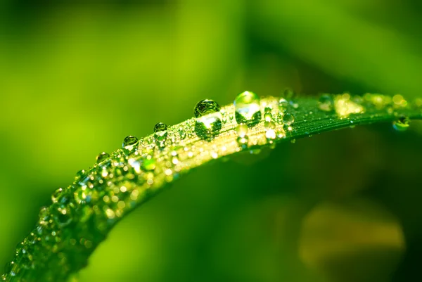 Water drops on the grass — Stock Photo, Image