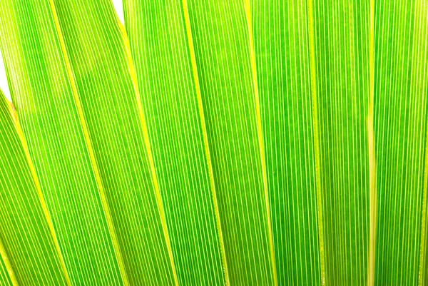 Palm gebladerte — Stockfoto