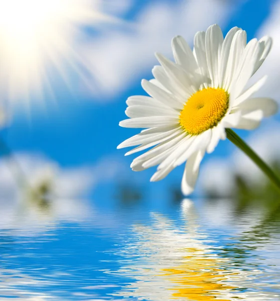 Sunny daisy — Fotografie, imagine de stoc