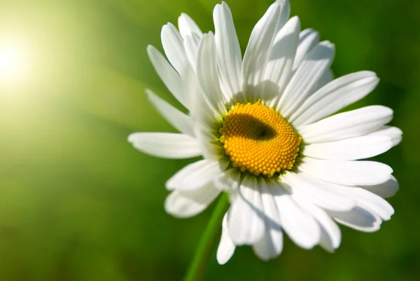 Sunny daisy — Stock Photo, Image