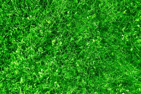 Naturligt gräs bakgrund — Stockfoto