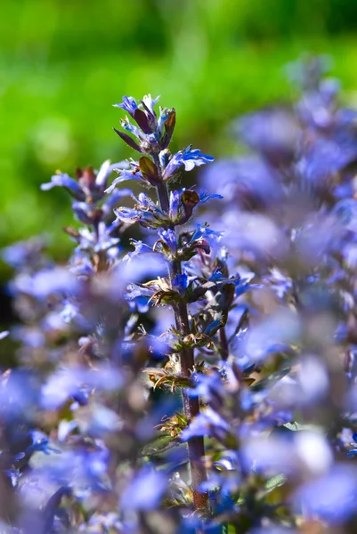 stock image Ajuga genevensis