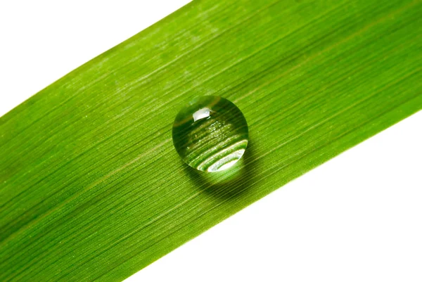 Water drop on grass — Stock Photo, Image