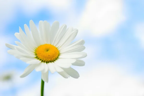 Daisy in sky — Stock Photo, Image