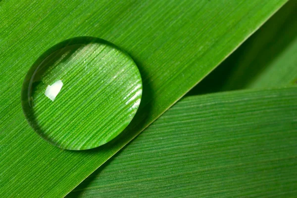 Water drop on a leaf — Stock Photo, Image
