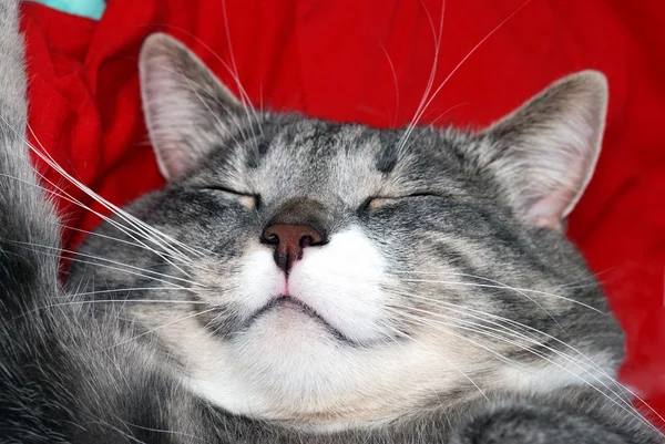 Спящая кошка — стоковое фото