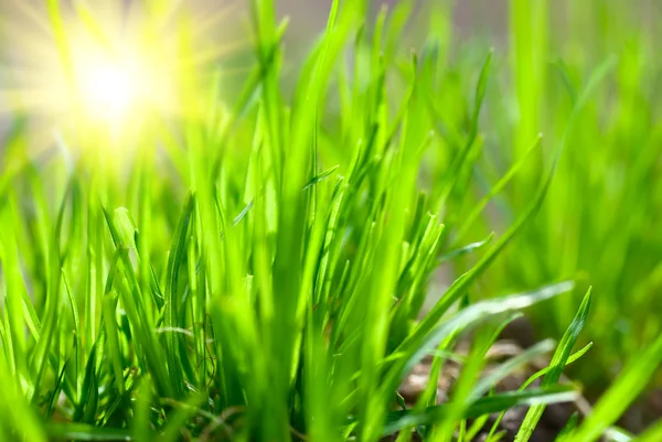 Zelené trávě za slunečného počasí — Stock fotografie