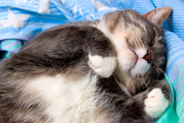 Kedi yatakta uyur — Stok fotoğraf