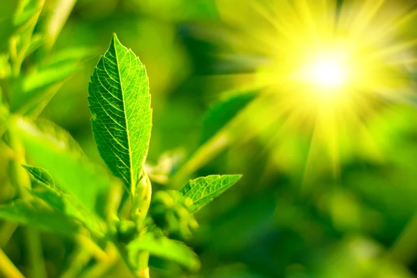 Frisches grünes Blatt durch Sonne hervorgehoben. — Stockfoto