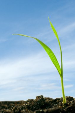 Plants against a sky clipart