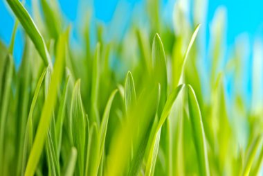 Green grass against the sky background clipart