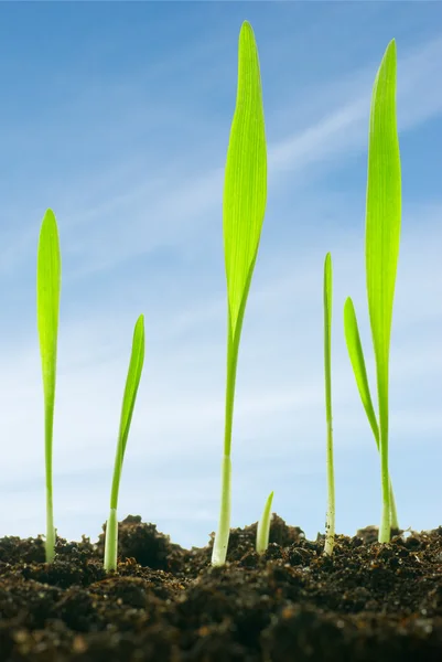 Plants against a sky — Stock Photo, Image