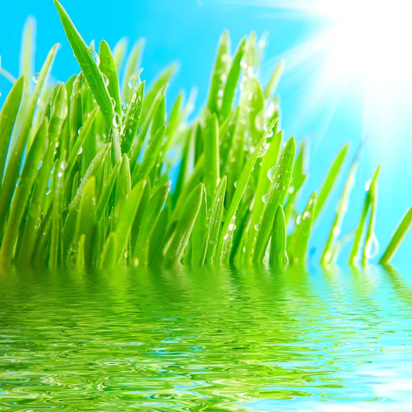 Трава и вода — стоковое фото