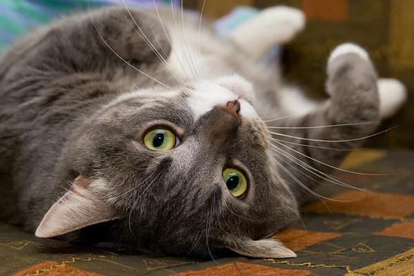 Kedi ters — Stok fotoğraf