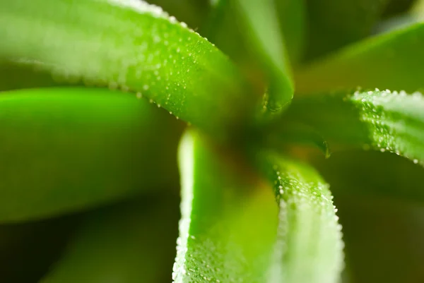 stock image Cactus