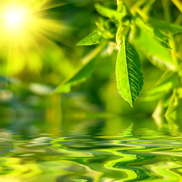 Fresh green leaves highlighted by sun. — Stock Photo, Image