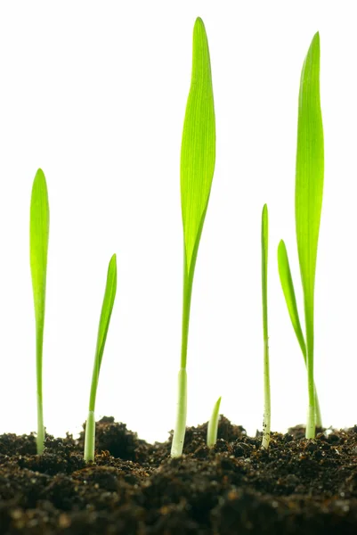 Izole bitkiler — Stok fotoğraf