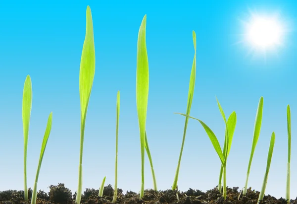 Hierba fresca contra un cielo soleado —  Fotos de Stock