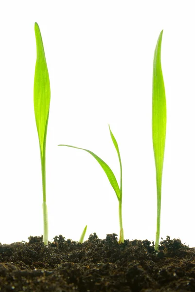 Geïsoleerde planten — Stockfoto