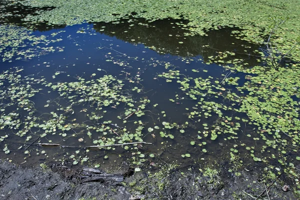 stock image Pond