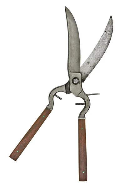 Sztuka drobiu nożyce — Zdjęcie stockowe
