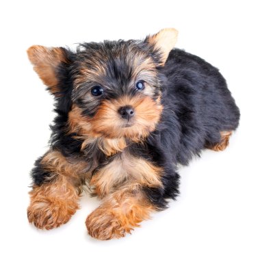 Yorkshire Terrier puppy clipart