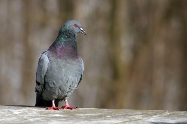 Pigeon clipart