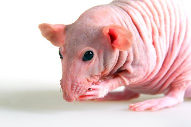 Naked rat clipart