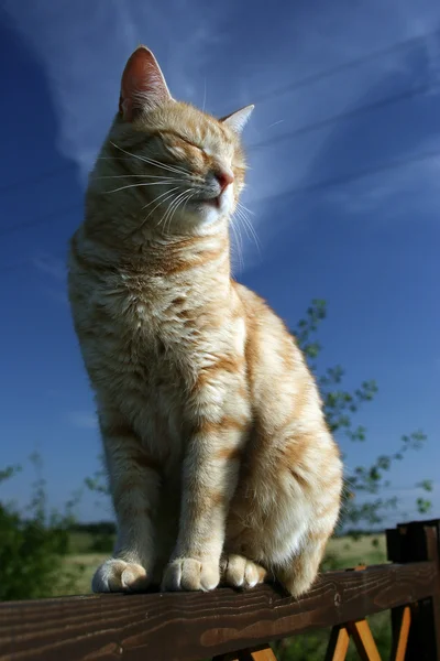 Czerwony kot — Zdjęcie stockowe