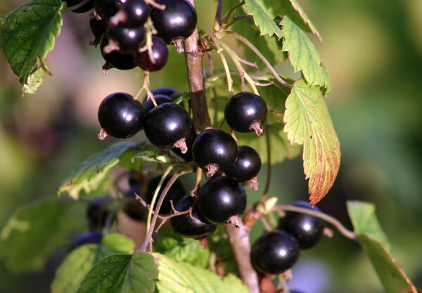 Black currant