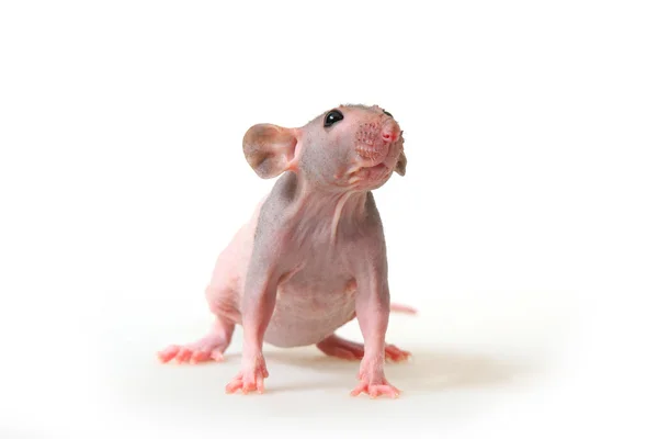 Naked rat — Stock Photo, Image