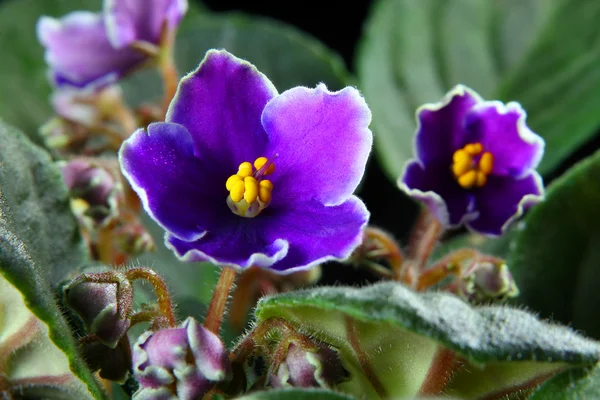 Viola africana (Saintpaulia ) — Foto Stock