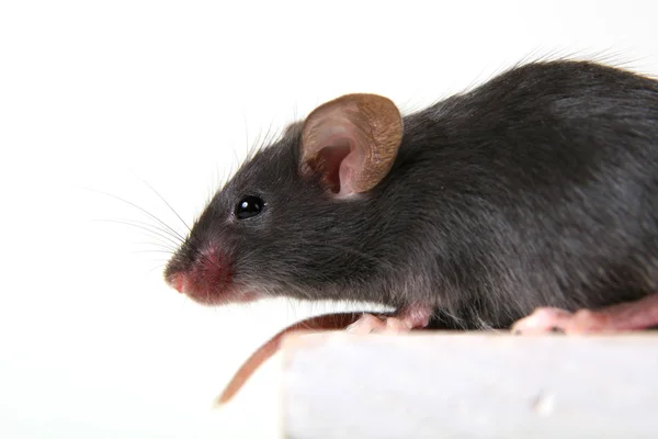 Råtta — Stockfoto
