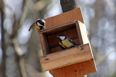 Quarrel of the titmouse clipart