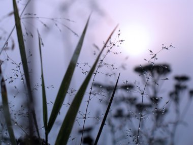 Drops of dew on a grass clipart