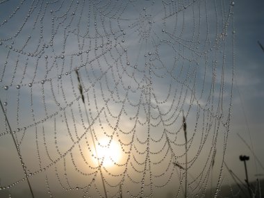 SpiderWeb