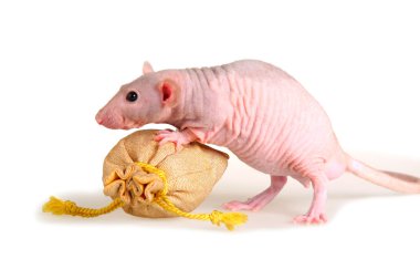 Naked rat clipart