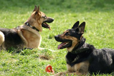 Alman çoban köpekleri